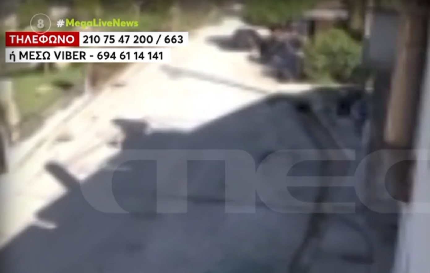 Κτηνωδία στην Πρέβεζα: 45χρονος κατηγορείται ότι πυροβόλησε εν ψυχρώ τον σκύλο της γειτόνισσάς του