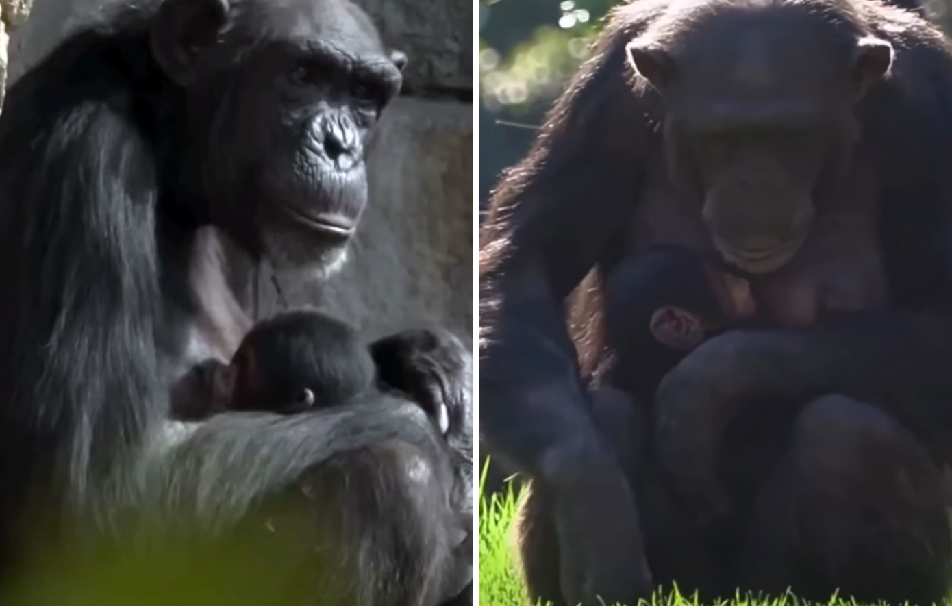 Μαμά χιμπατζίνα σε ζωολογικό κήπο της Βαλένθια πενθεί τον χαμό του μωρού της και το κουβαλάει νεκρό στην αγκαλιά της επί μήνες