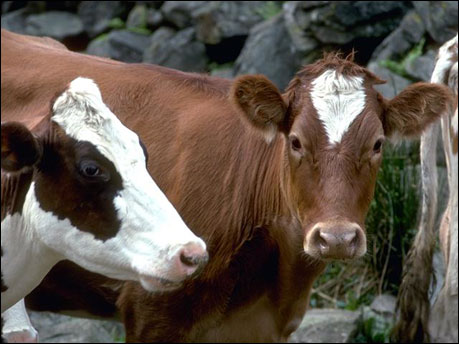 Ήρθη η απαγόρευση εξαγωγής βοοειδών στην Ινδονησία