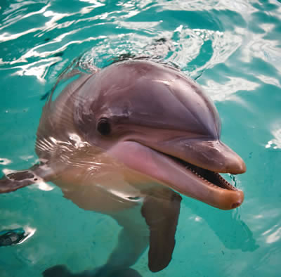 Διαμαρτυρία για την παρουσία δελφινιών στο Αττικό Πάρκο