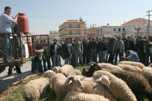 Διαμαρτυρία κτηνοτρόφων στην Αλεξανδρούπολη
