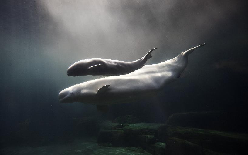 Kινδυνεύουν οι φάλαινες από τα πλαστικά σκουπίδια