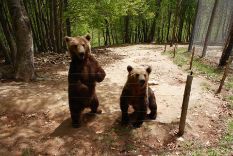 Τέλος οι αρκούδες-ζογκλέρ στην Ουκρανία