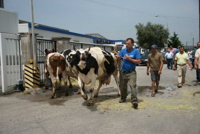 Ουρές για το δωρεάν γάλα των κτηνοτρόφων