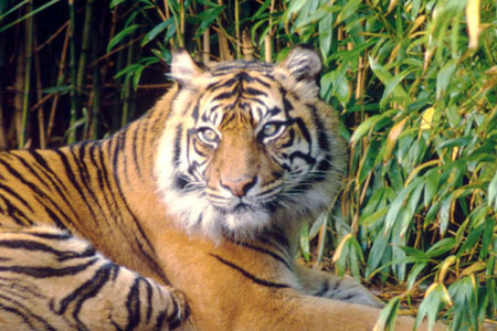 Παγκόσμιο έτος της τίγρης… χωρίς τίγρεις!