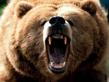 Αρκούδα κατασπάραξε γαϊδουράκι στα Τρίκαλα