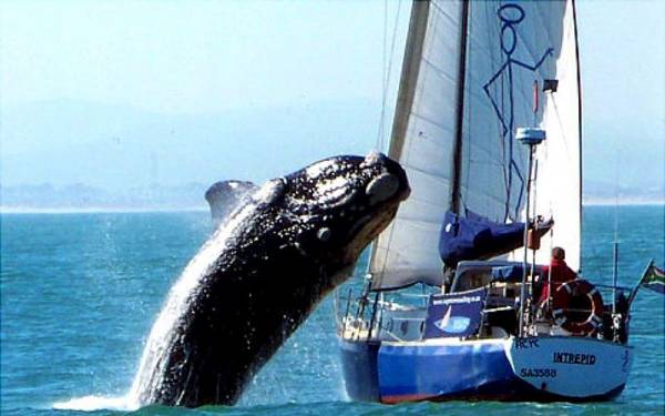 Φάλαινα επιτέθηκε σε σκάφος