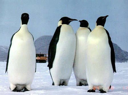 Εκατοντάδες νεκροί πιγκουίνοι… από ασιτία!
