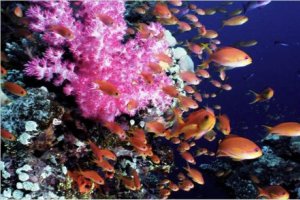 Καταδύσεις στοπ για να προστατευτούν οι κοραλλιογενείς ύφαλοι