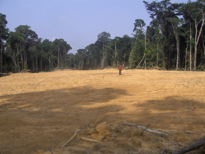 Η ξηρασία αχρηστεύει το δάσος του Αμαζονίου