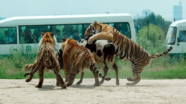 Έτσι ταΐζουν τις τίγρεις