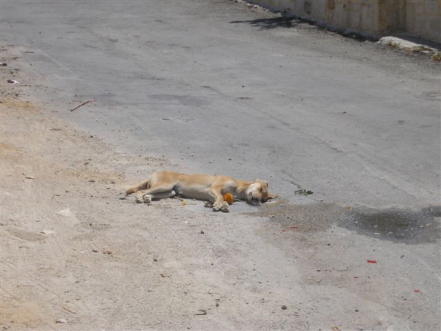 Δηλητηρίασαν κουτάβι στην Κρήτη