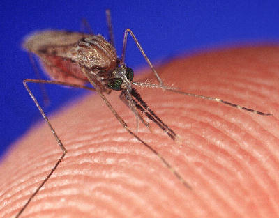 Πώς θα διώξετε τα κουνούπια με φυσικό τρόπο
