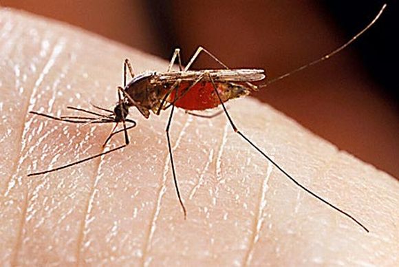 Διώξτε τα κουνούπια με στοματικό διάλυμα