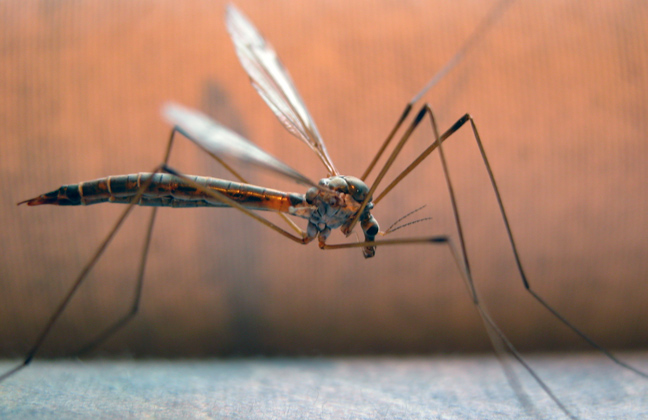 Πώς θα καταφέρετε να διώξετε τα κουνούπια από το χώρο σας