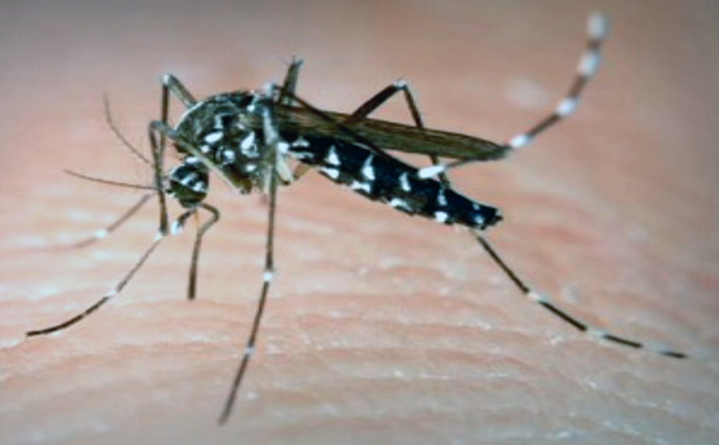 Πώς να προστατευτείτε από τα κουνούπια και τον ιό του Δυτικού Νείλου