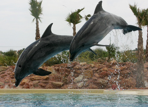 Δελφίνια «θεραπεύουν» παιδιά