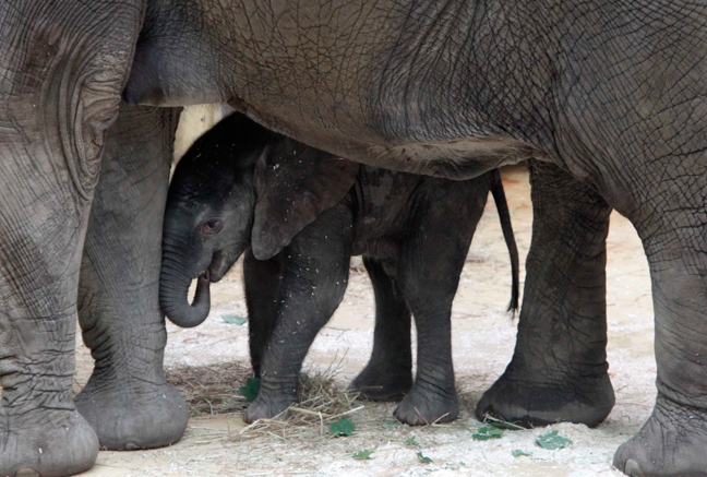 Η αιχμαλωσία των ζώων πίσω από την ιστορία του «τυχερού ελέφαντα»