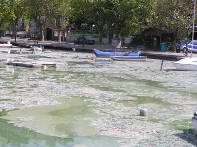 Τοξικές ουσίες στη λίμνη Καστοριάς