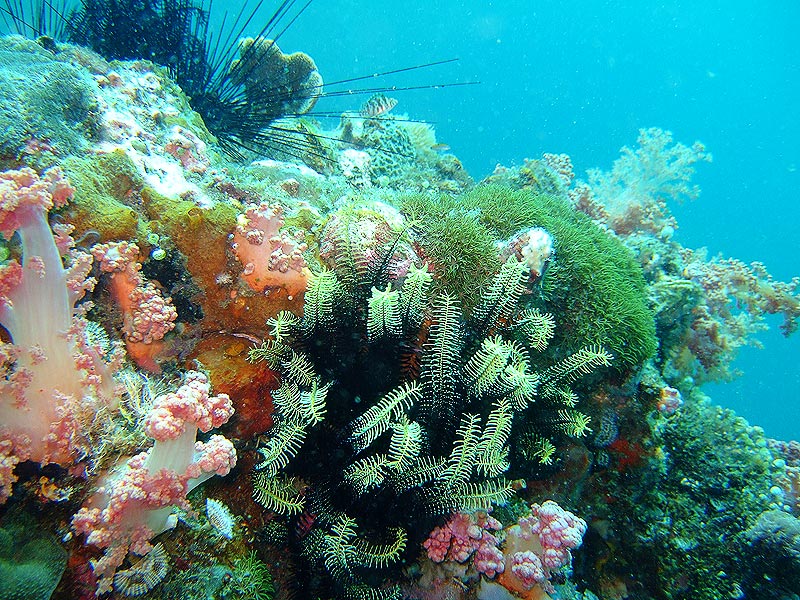 Τα κοράλλια«προβλέπουν» το περιβαλλοντικό μέλλον