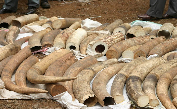 Κατασχέθηκαν 2 τόνοι ελεφαντόδοντου στην Κένυα