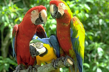 Παπαγάλοι που&#8230; μεθούν στην Αυστραλία!