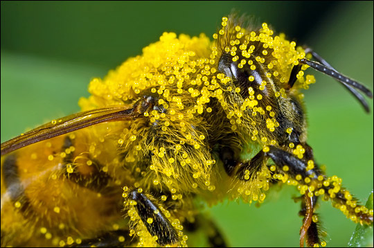 Η μείωση του αριθμού των μελισσών απειλεί τα οικοσυστήματα