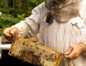 «Ανθίζει» η μελισσοκομία στη Ροδόπη