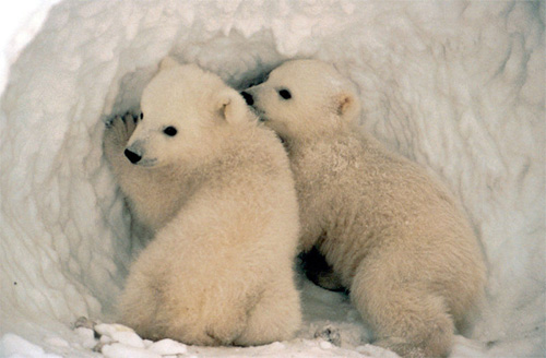 Αρκτικά είδη απειλούνται από την κλιματική αλλαγή