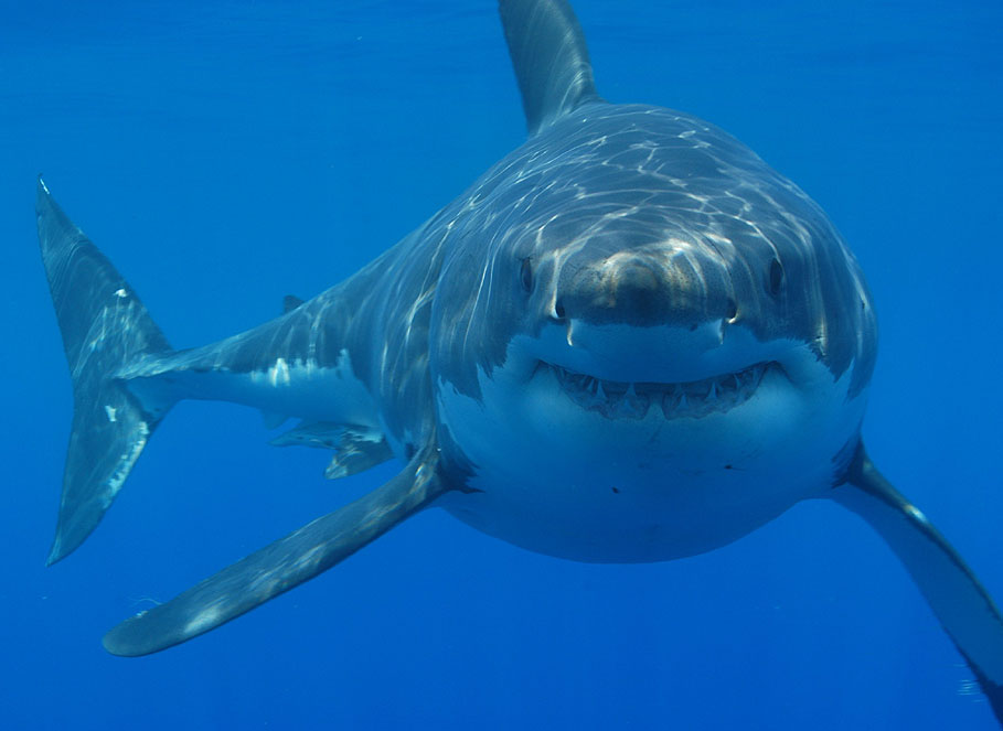 Θύματα επίθεσης καρχαρία αγωνίζονται για τη διάσωση του είδους