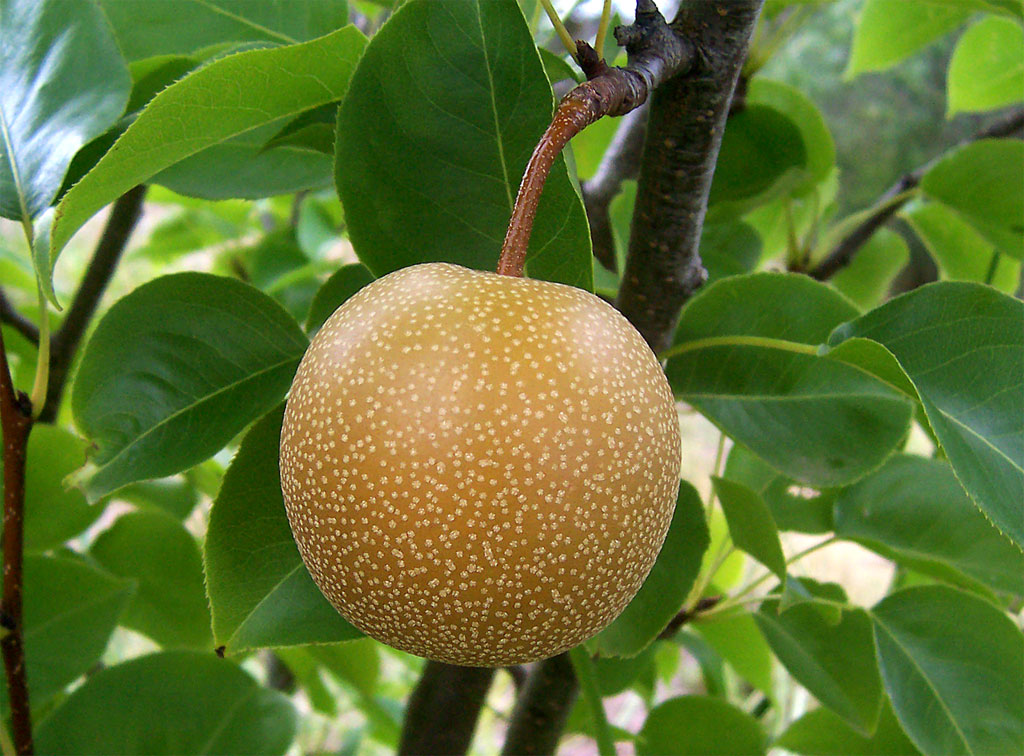 Nashi, το νέο φρούτο της Κύπρου