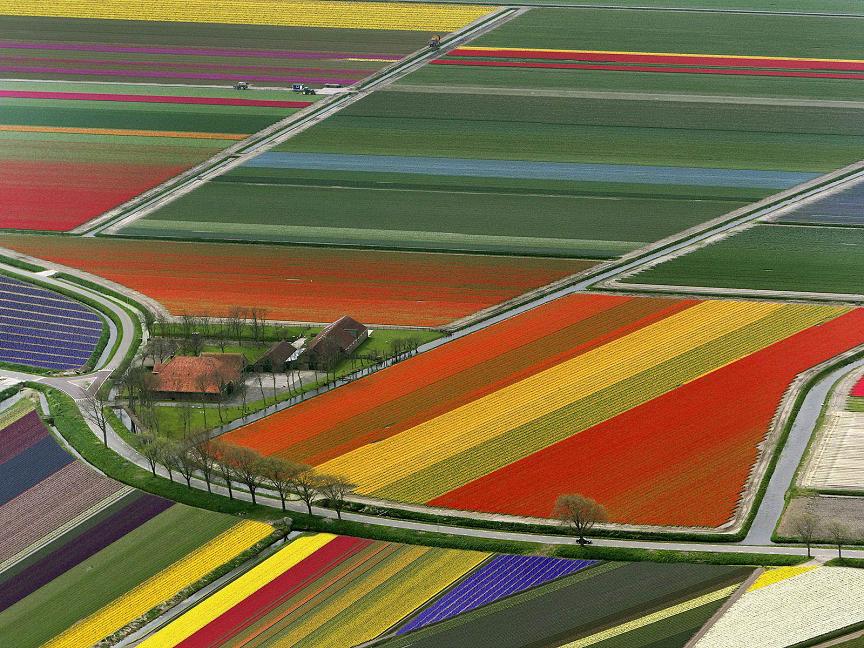 Έκρηξη χρωμάτων στα χωράφια της Ολλανδίας!