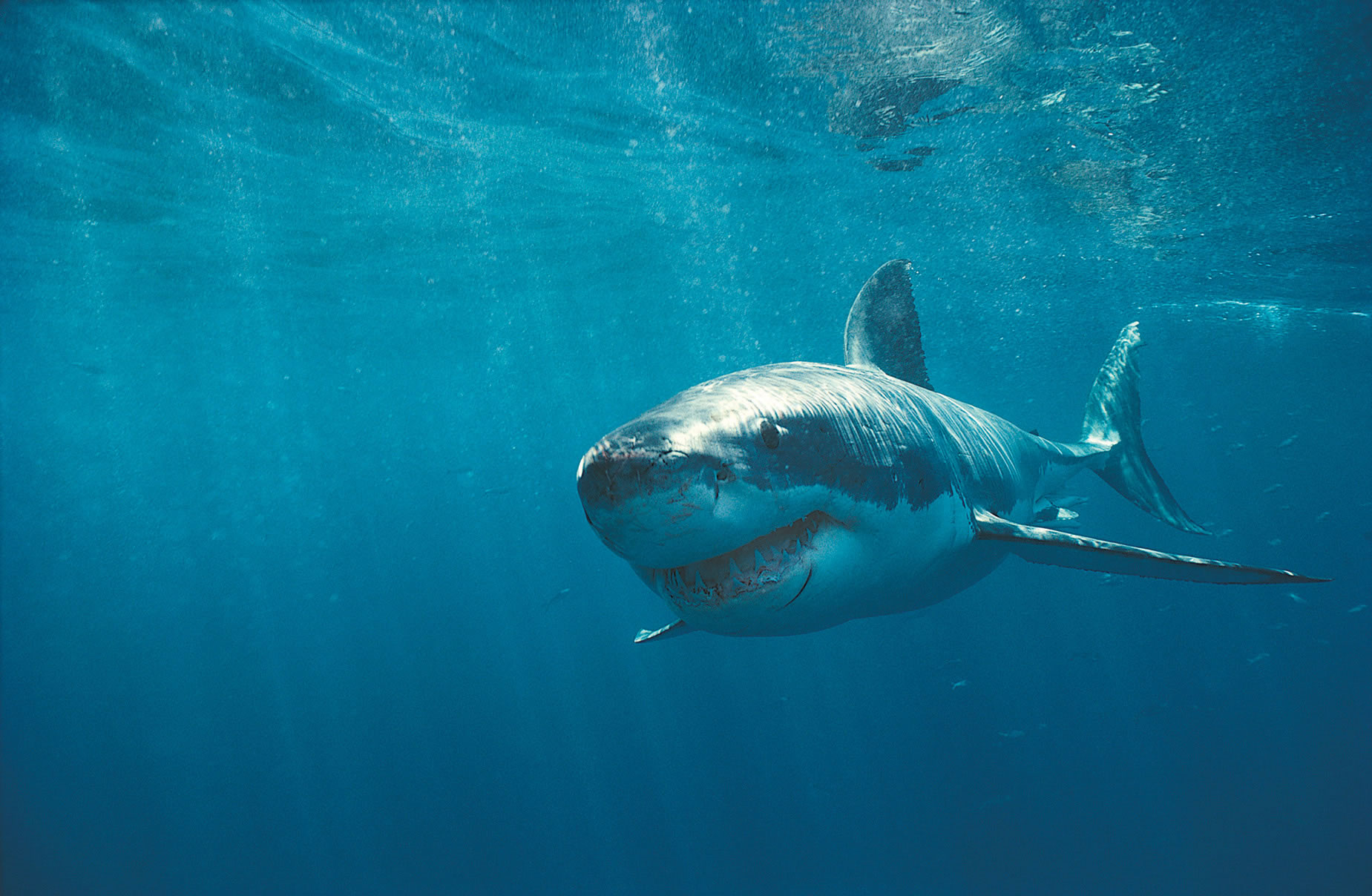 Η 10χρονη ηρωίδα που αψήφησε τον καρχαρία