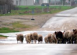 Πρόβατα στέλνουν sms όταν δέχονται επίθεση από λύκους