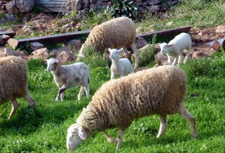Λύθηκε το μυστήριο με τα 3.000 νεκρά νεογέννητα πρόβατα και κατσίκια στα ορεινά της Κρήτης