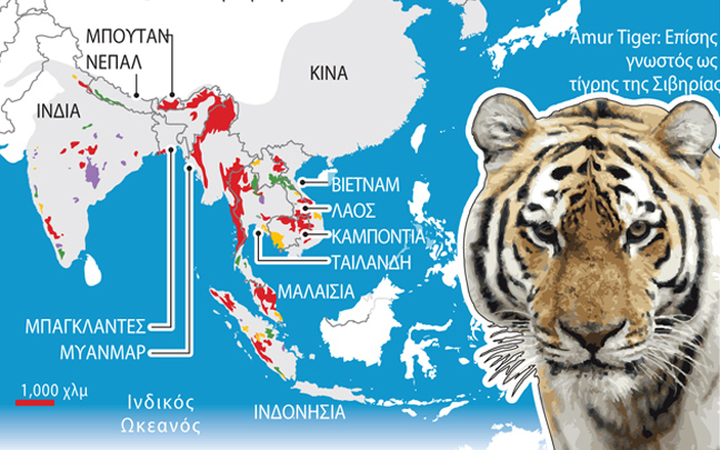 Σε 12 χρόνια θα εξαφανιστούν οι τίγρεις