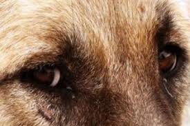 Τη Δευτέρα η δίκη του βοσκού που τύφλωσε το σκύλο του