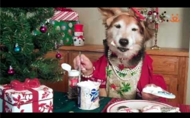 Οι χριστουγεννιάτικες ετοιμασίες ενός σκύλου