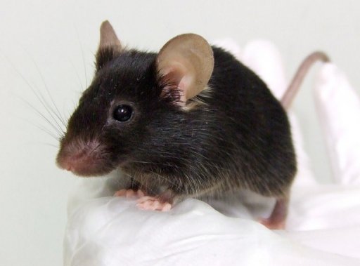 Γενετικά τροποποιημένο ποντίκι… που κελαηδάει