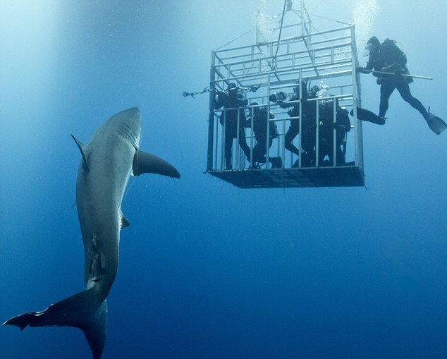Ριψοκίνδυνοι κολυμβητές στα σαγόνια του καρχαρία
