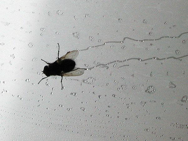 Πώς να απαλλαγείτε από τις μύγες με φυσικά υλικά