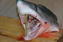 Ψαράς έπιασε λευκό καρχαρία στα Χανιά!