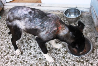 Δικάστηκε ερήμην ο βασανιστής του σκύλου στην Καλλιθέα
