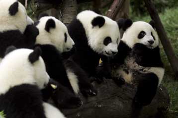Τα αξιαγάπητα Panda
