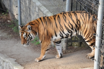 Ζωολογικός κήπος απαγόρευσε τα λεοπάρ και τιγρέ ρούχα