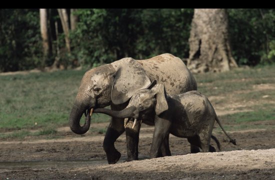Ελέφαντες δολοφονούνται για&#8230; τα γεννητικά τους όργανα
