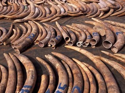 Οι ΗΠΑ καταστρέφουν έξι τόνους ελεφαντόδοντο