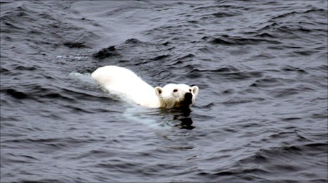 Πολική αρκούδα κολύμπησε ασταμάτητα για εννέα μέρες
