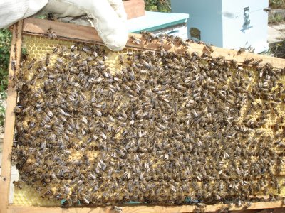 Αγωνιούν οι μελισσοκόμοι των Χανίων
