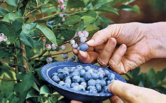 Καλλιεργήστε φρούτα του δάσους στον κήπο ή το μπαλκόνι σας